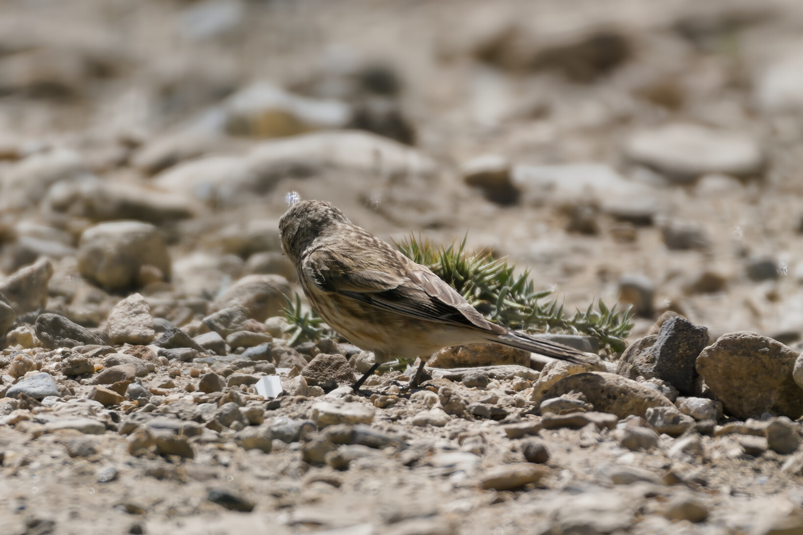 Twite