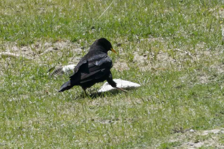 Alpine Chough