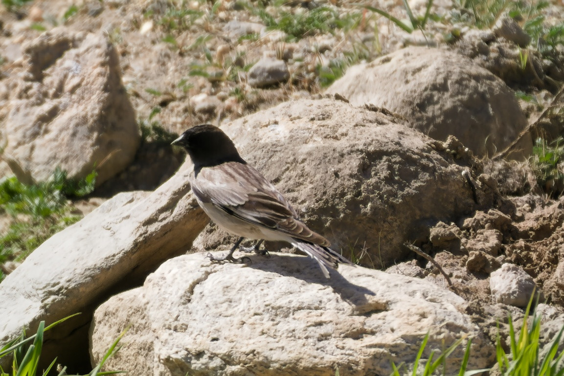 Brandt's Mountain Finch