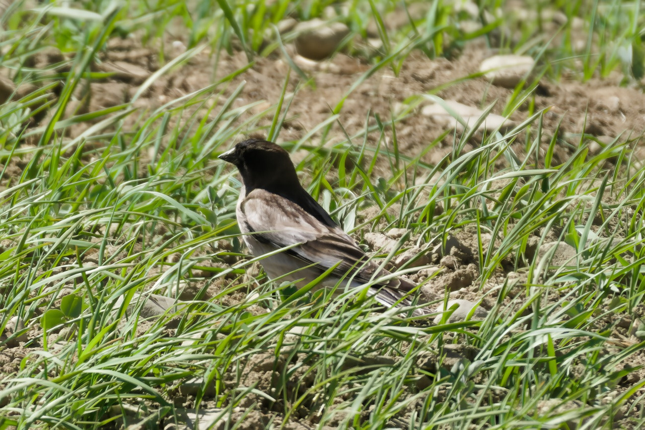 Brandt's Mountain Finch