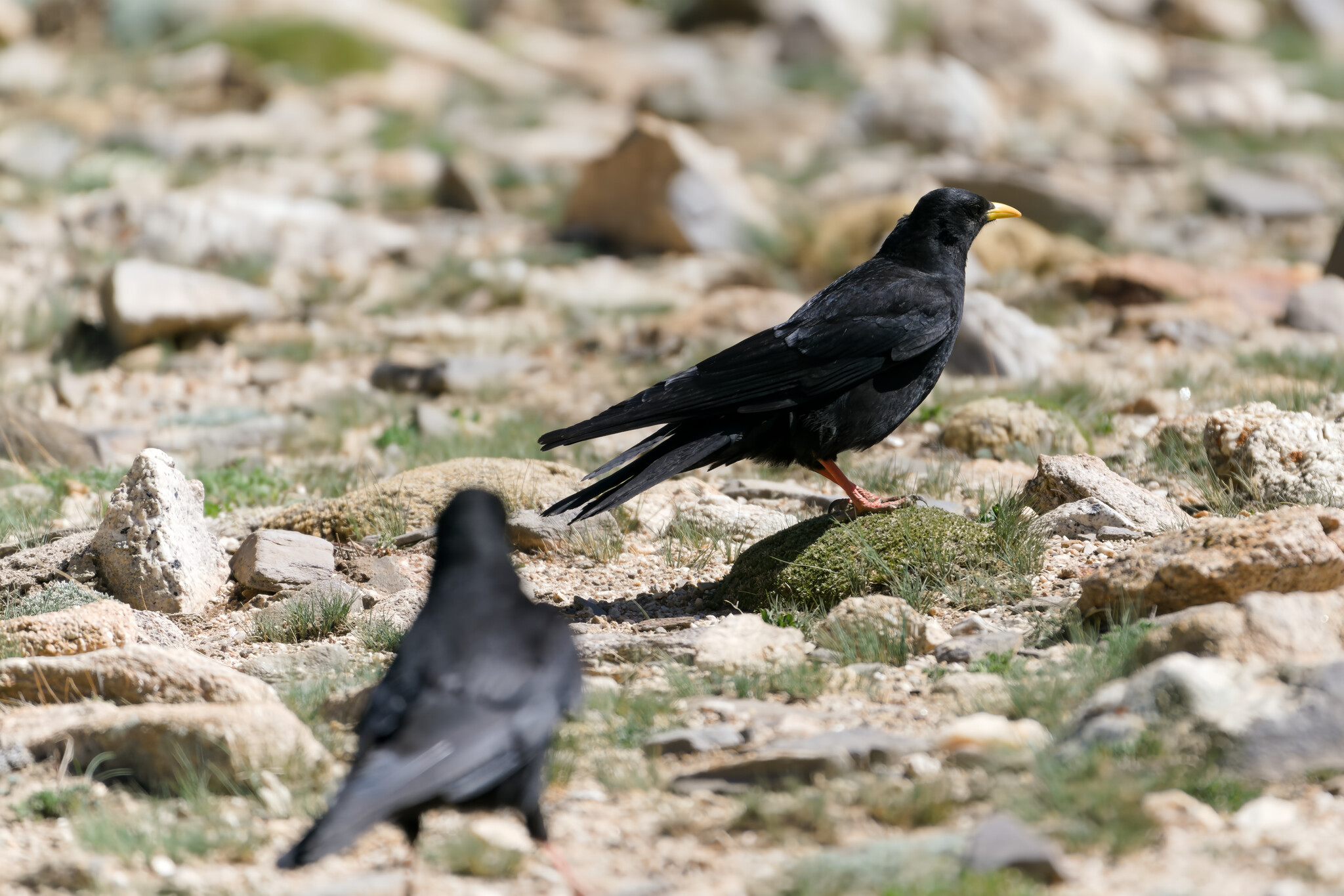Alpine Chough