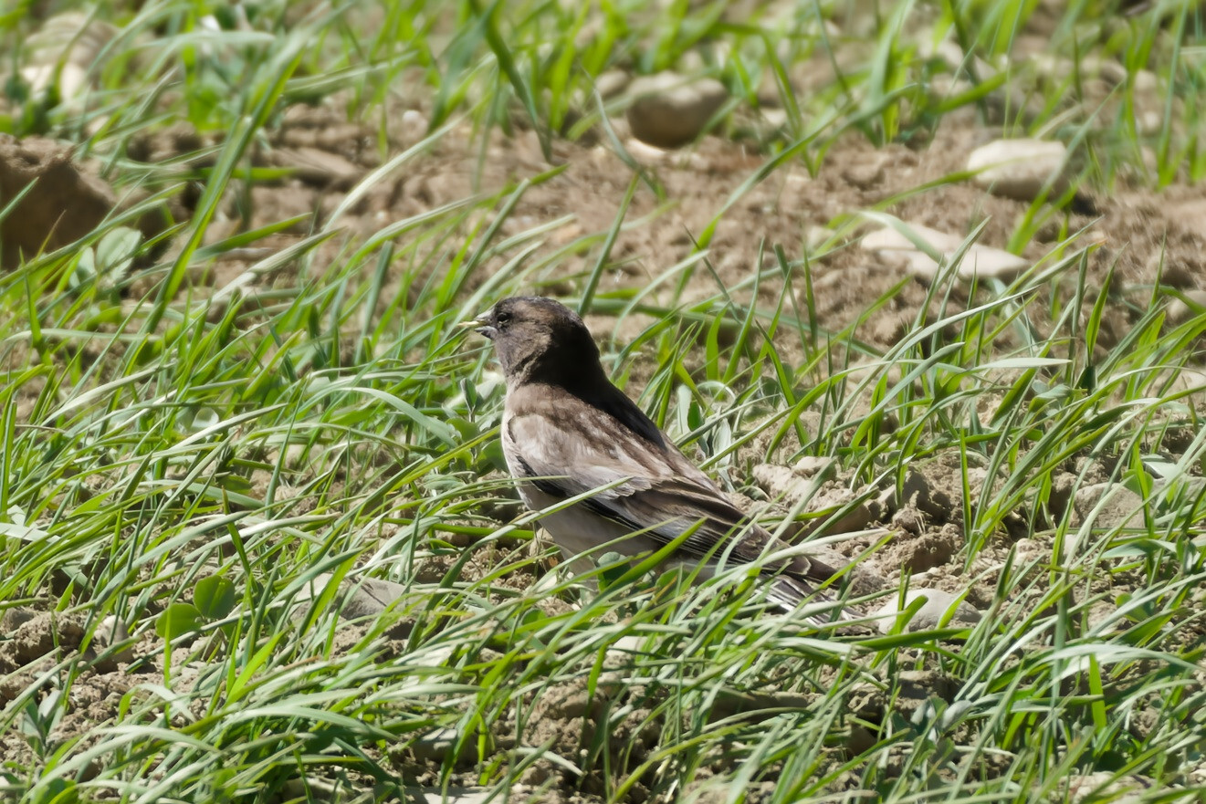 Brandt's Mountain Finch