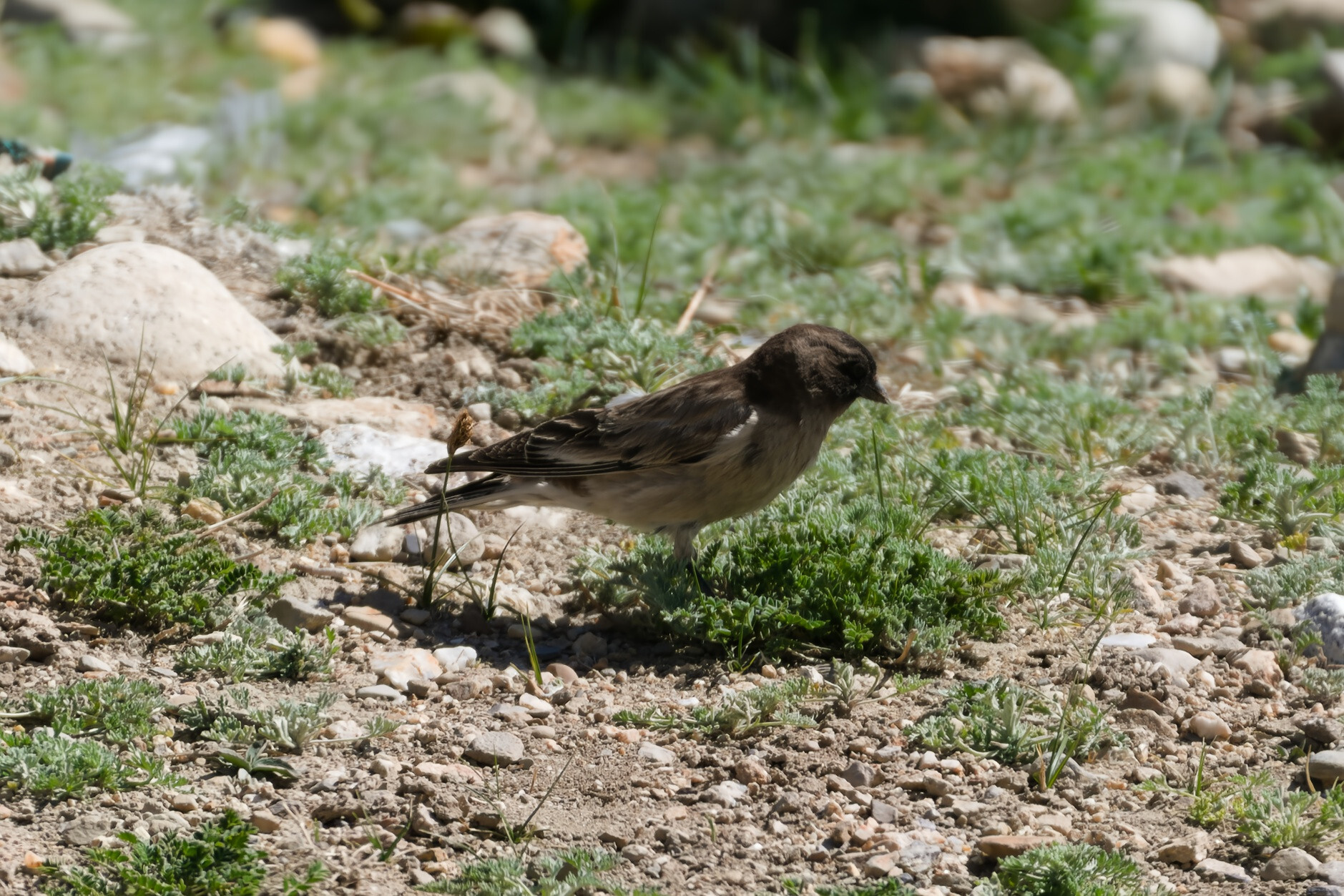 Brandt's Mountain Finch