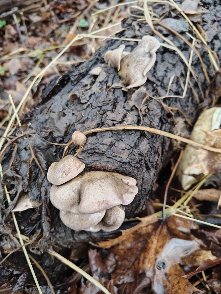 Sarcomyxa serotina · December 2025 · photo: © johan8153 (iNaturalist, cc-by)