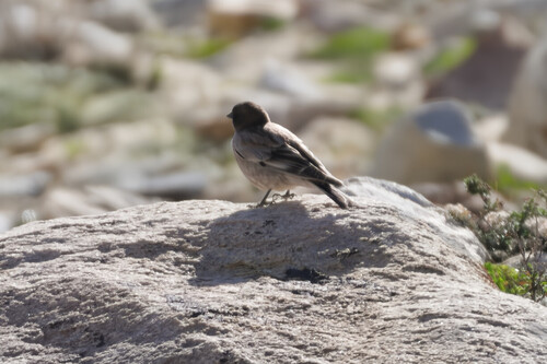 Brandt's Mountain Finch (Leucosticte brandti), photo 7