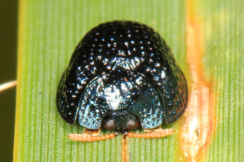Palmetto Tortoise Beetle photo 4