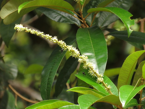 Croton matourensis