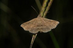 Lepidoptera