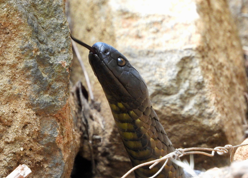 Tiger Snake sighting