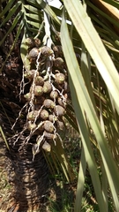 Butia archeri