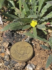 Camissoniopsis lewisii