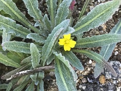Camissoniopsis lewisii