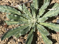 Camissoniopsis lewisii