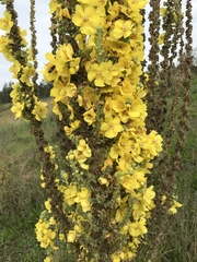 Verbascum speciosum