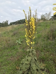 Verbascum speciosum