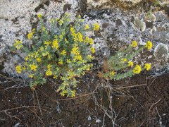 Ericameria cuneata cuneata