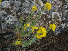 Ericameria cuneata cuneata