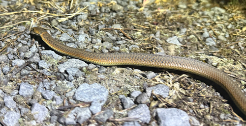 Lowlands Copperhead sighting