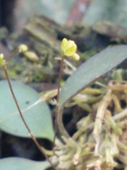 Specklinia digitale