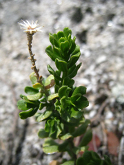 Ericameria cuneata cuneata