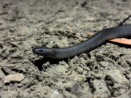 Eastern Small-eyed Snake sighting