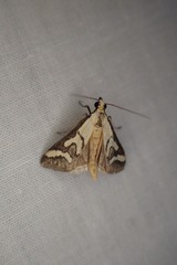 Metallarcha thiophara
