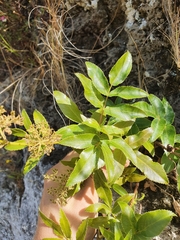 Scandia rosifolia