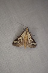Metallarcha thiophara