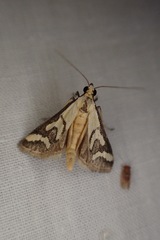 Metallarcha thiophara