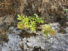 Scandia rosifolia