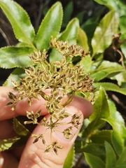 Scandia rosifolia