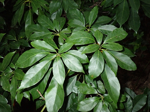 Sloanea sinensis observed 2025-12-19