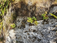 Scandia rosifolia