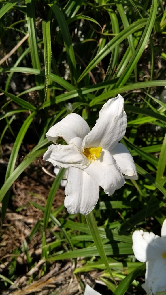 Vellozia candida