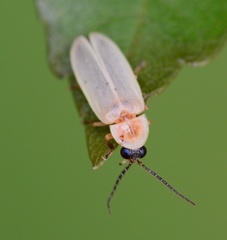 Photinus marginellus