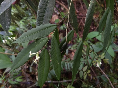 reticulate cestrum (Cestrum reticulatum)