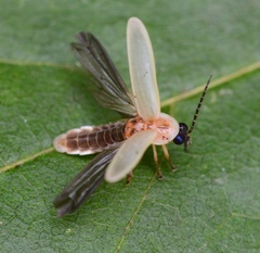 Photinus marginellus