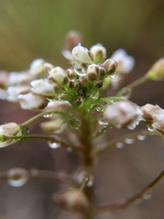 Capsella bursa-pastoris