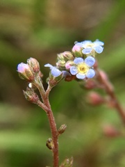 Trigonotis peduncularis