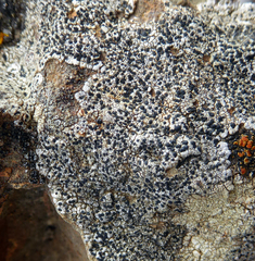 Rinodinella fertilis