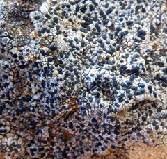 Rinodinella fertilis