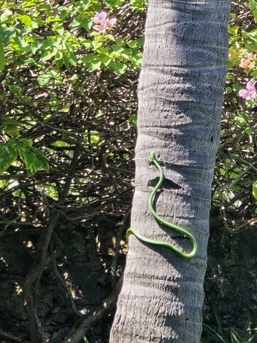 Battersby's Green Snake