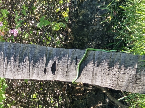 Battersby's Green Snake
