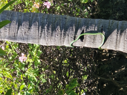 Battersby's Green Snake