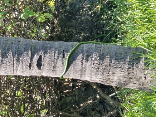 Battersby's Green Snake