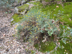 Ericameria cuneata cuneata