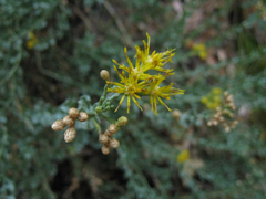Ericameria cuneata cuneata