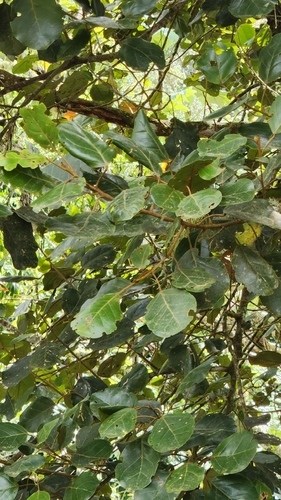 Hieronyma domingensis