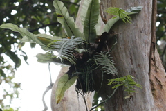 Goniophlebium formosanum, photograph Mickey Wu, CC BY, iNaturalist via GBIF