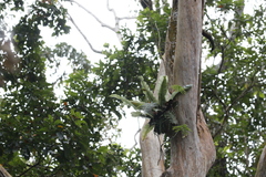 Goniophlebium formosanum, photograph Mickey Wu, CC BY, iNaturalist via GBIF